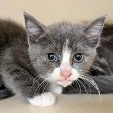 A baby small-sized female Domestic Short Hair cat named Jitterbug for adoption in Burlington, WA