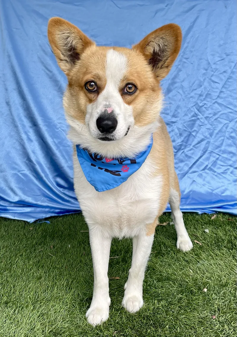 A young medium-sized male Apricot / Beige Corgi dog named Tucker for adoption in Rowland Heights, CA