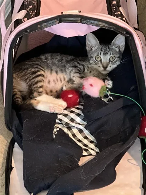A baby small-sized female Domestic Short Hair cat named Harpurrr for adoption in San Antonio, TX