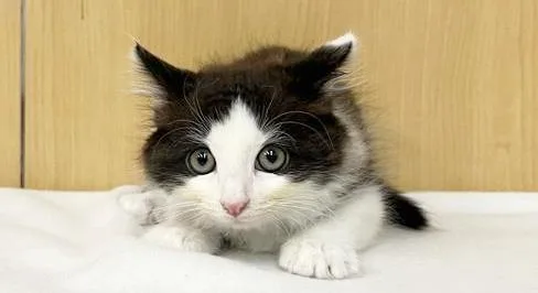 A baby small-sized male Domestic Long Hair cat named Batman for adoption in Saint Louis, MO