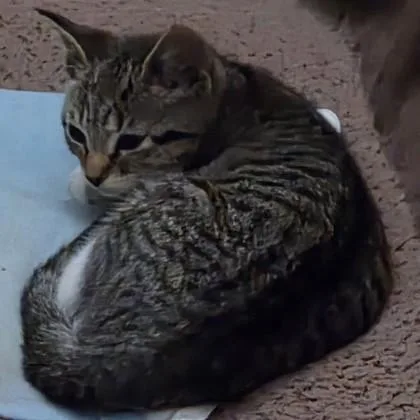 A baby small-sized female Domestic Short Hair cat named Shoprite for adoption in Voorhees, NJ