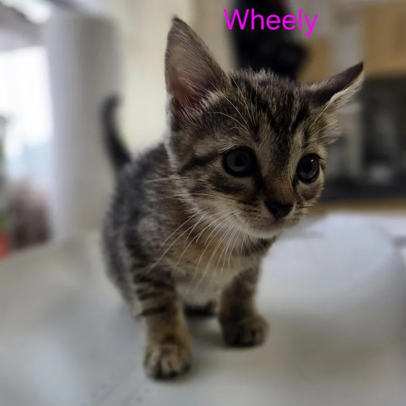 A baby small-sized female Brown / Chocolate Domestic Short Hair cat named Wheely for adoption in Windsor, VA