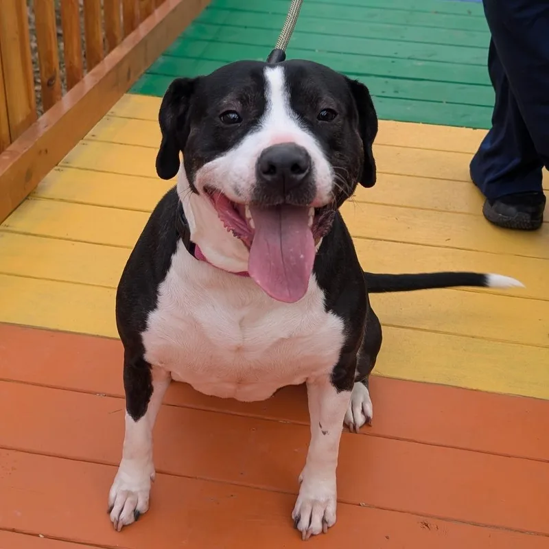 An adult medium-sized female Black Pit Bull Terrier dog named Paris for adoption in Covington, GA