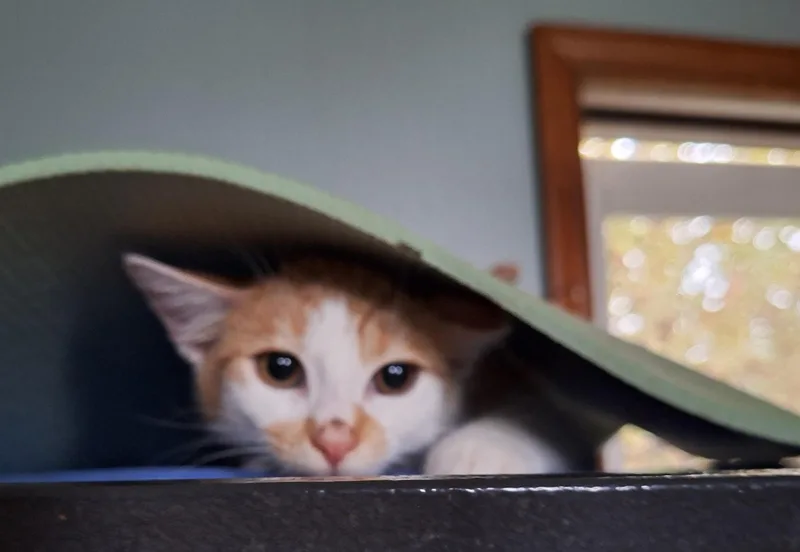 A young medium-sized male Domestic Short Hair cat named Bo for adoption in Richmond, VA