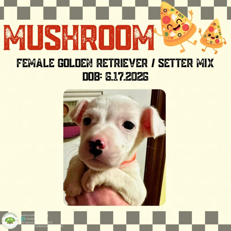 Mushroom thumbnail 3