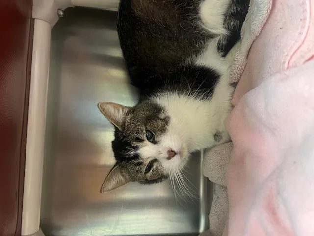 A young small-sized male Domestic Short Hair cat named Speedy for adoption in Santa Maria, CA