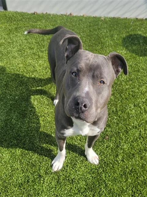 A young medium-sized male Pit Bull Terrier dog named Mr. Mister for adoption in Toledo, OH