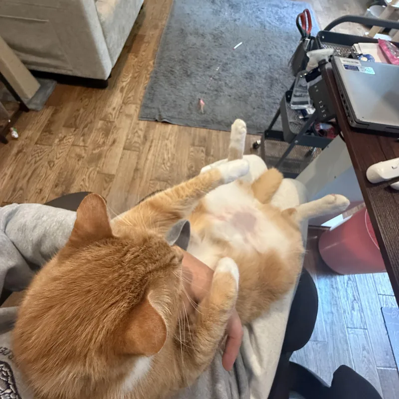 A senior large-sized male Orange & White Domestic Short Hair cat named Jett for adoption in Galloway, NJ