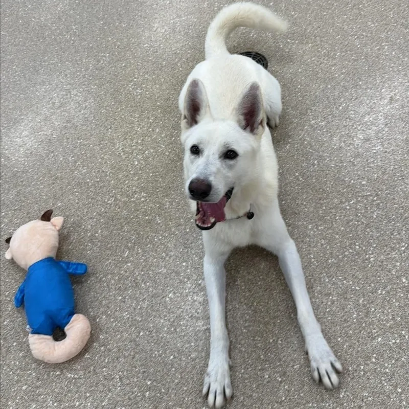 An adult large-sized male White / Cream German Shepherd Dog dog named Sam for adoption in Prince Frederick, MD
