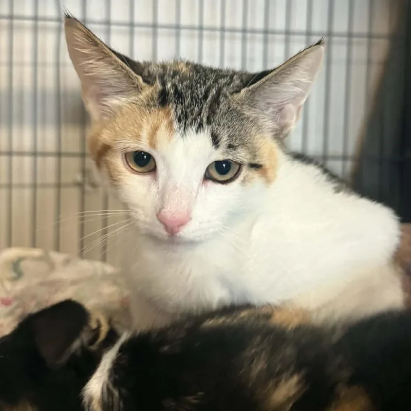 A baby small-sized female Torbie Domestic Short Hair cat named Evie for adoption in Saugerties, NY