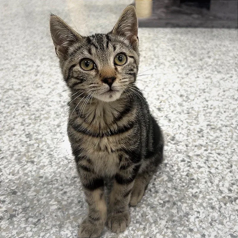 A baby small-sized male Brown / Chocolate Domestic Short Hair cat named Dallas for adoption in Manheim, PA