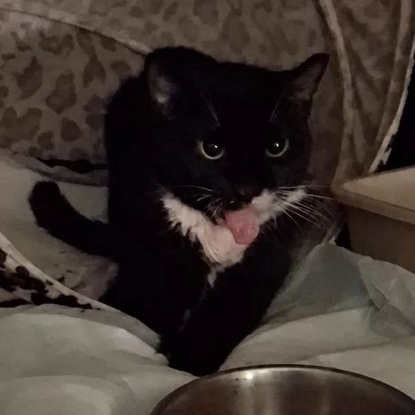 A senior small-sized female Black Domestic Short Hair cat named Marian for adoption in Brooklyn, NY