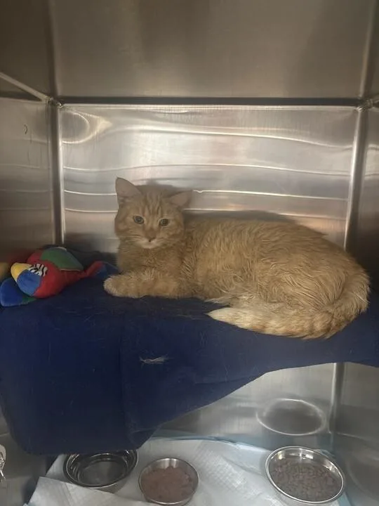 An adult small-sized male Tabby (Orange / Red) Domestic Short Hair cat named Noodle for adoption in Cincinnati, OH