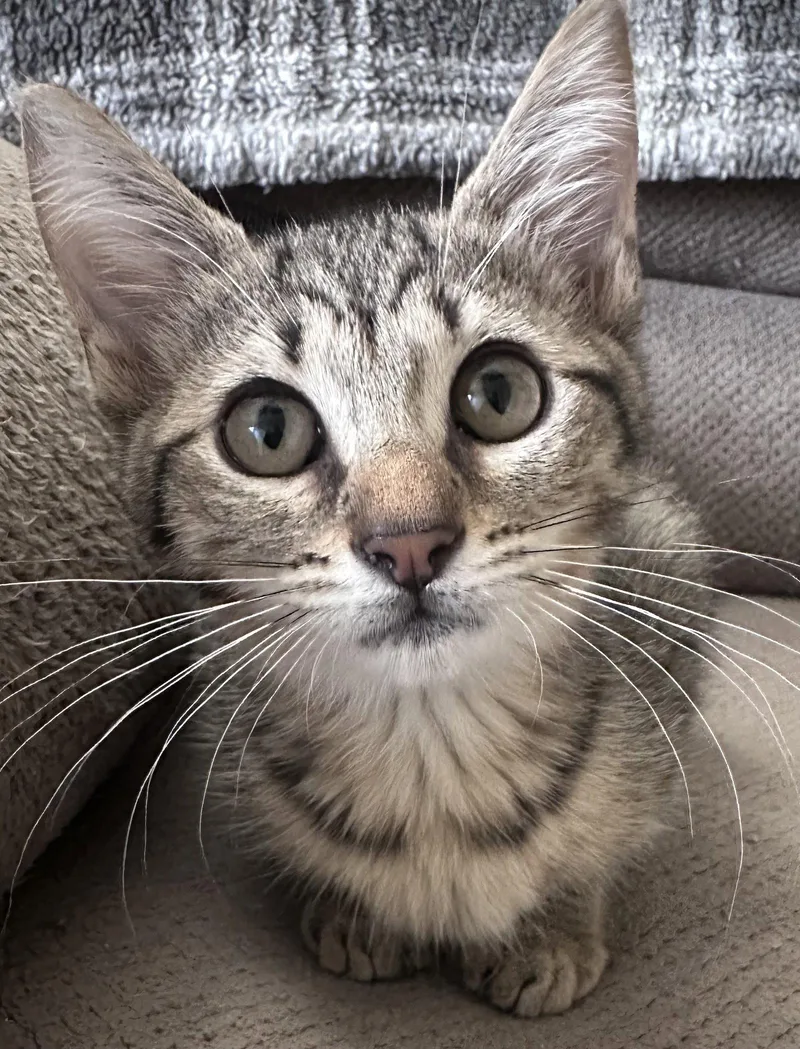 Miss Biscuit