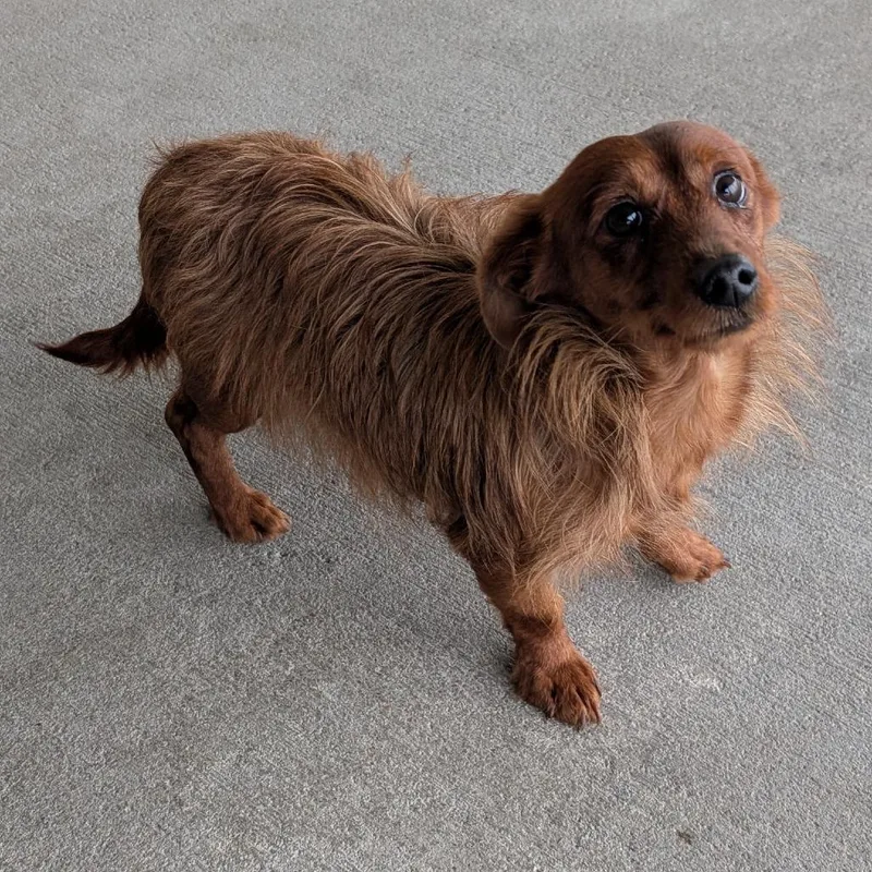 An adult small-sized male Brown / Chocolate Dachshund dog named Beast for adoption in Emporia, KS
