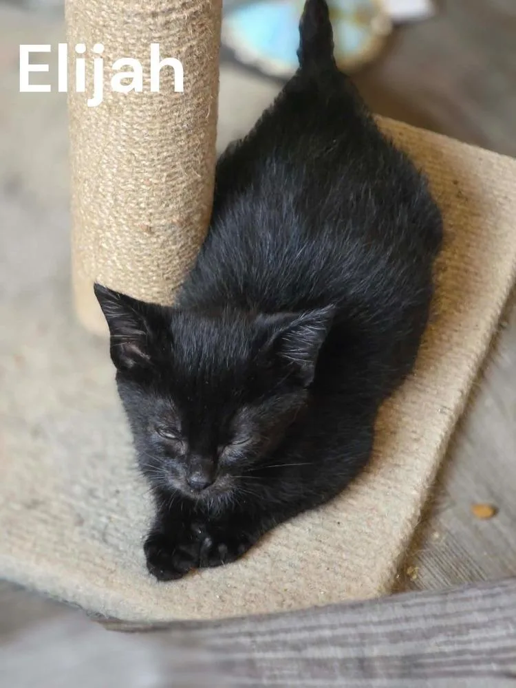 A baby medium-sized male Black Domestic Short Hair cat named Elijah for adoption in Clinton Township, MI