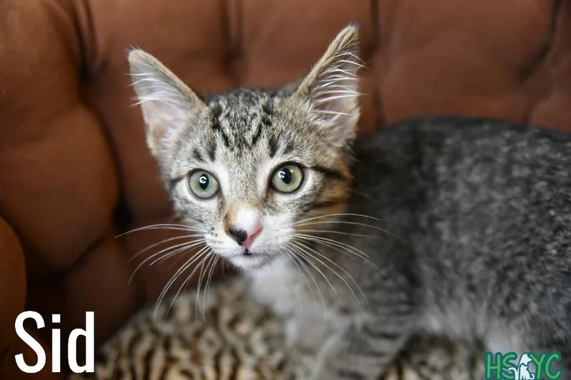 A baby medium-sized male Domestic Short Hair cat named Sid for adoption in Fort Mill, SC