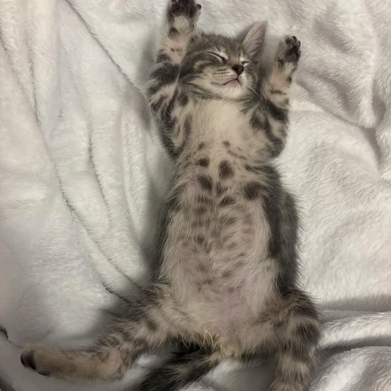 A baby small-sized male Gray / Blue / Silver Domestic Short Hair cat named Kuzey for adoption in Middle Village, NY