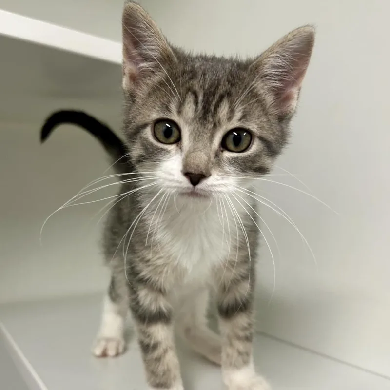 A baby small-sized female Domestic Short Hair cat named Midge for adoption in St Joseph, MO
