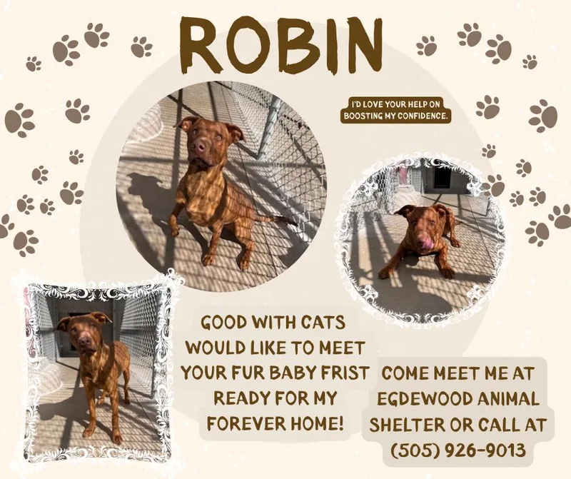 A young medium-sized male Labrador Retriever dog named Robin for adoption in Edgewood, NM