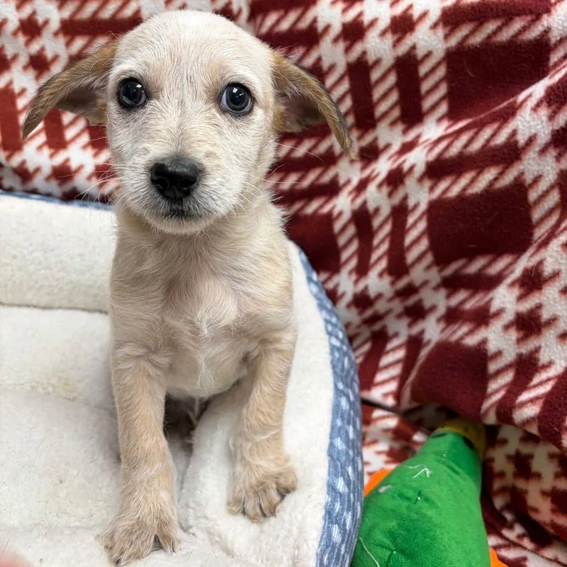 A baby small-sized male Miniature Poodle dog named Winston for adoption in Kerrville, TX