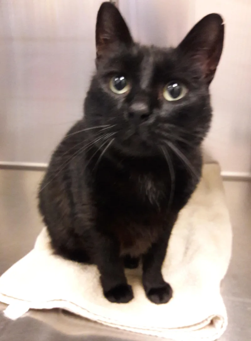An adult medium-sized female Domestic Short Hair cat named Shadow for adoption in Mesquite, NV