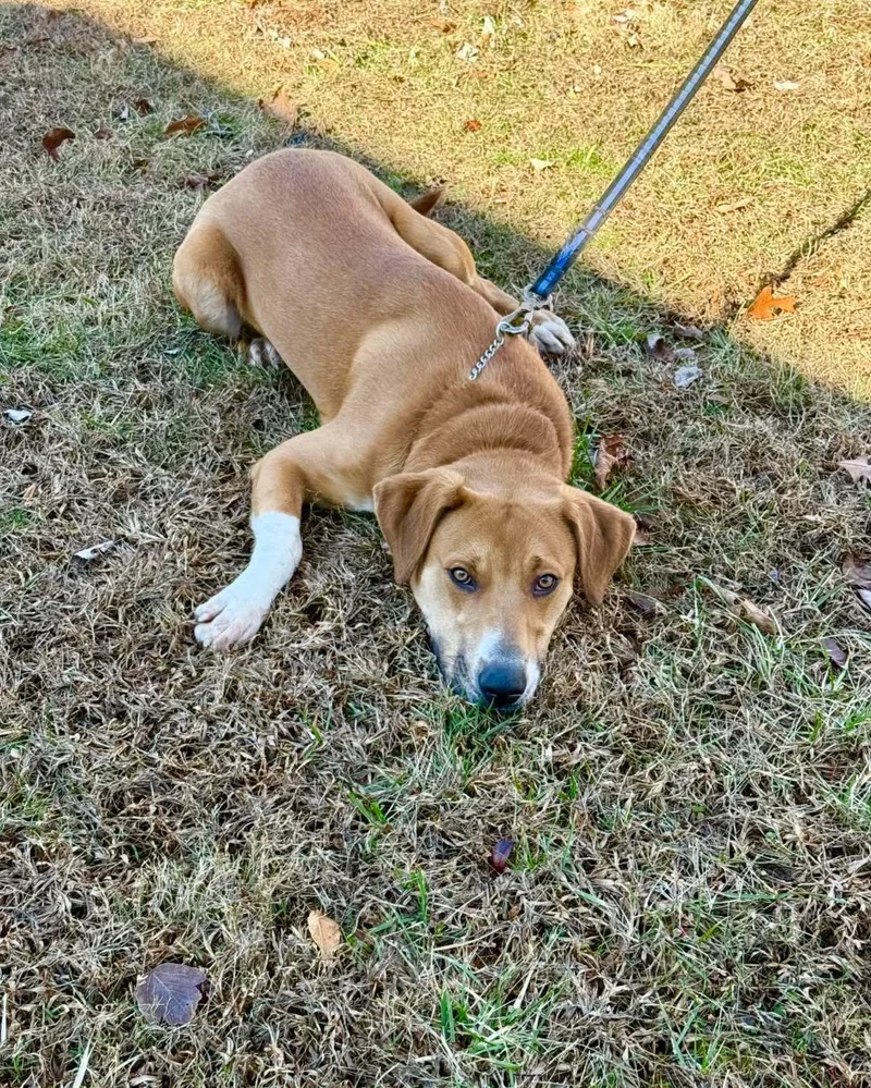 An adult medium-sized male Golden Labrador Retriever dog named Bigsby for adoption in Wilkesboro, NC