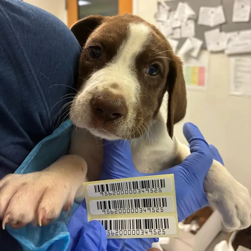 A baby small-sized female Brown / Chocolate Mixed Breed dog named Squirtle for adoption in Charleston, WV