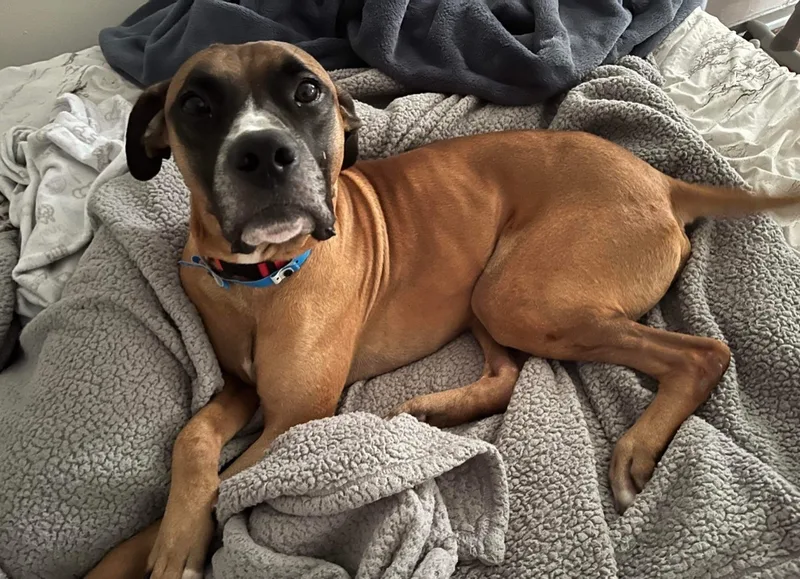 An adult large-sized male Boxer dog named Vega for adoption in Zuni, VA