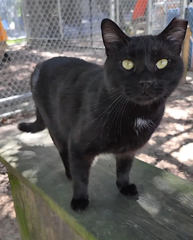 An adult large-sized male Black & White / Tuxedo Domestic Short Hair cat named Bud for adoption in Magnolia Springs, AL