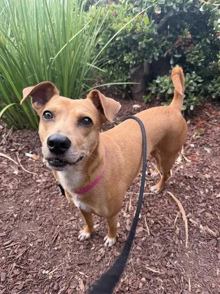 Maybelle thumbnail 2