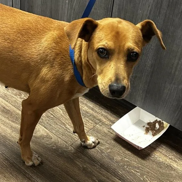 Maybelle thumbnail 3