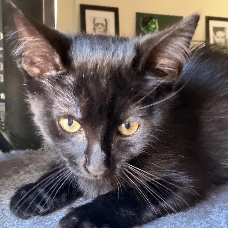 A baby small-sized male Black Domestic Short Hair cat named Dexter for adoption in Long Beach, CA