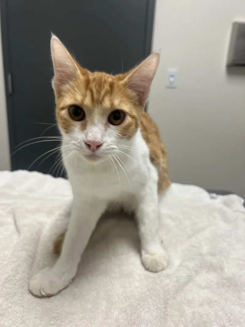A baby medium-sized female Domestic Short Hair cat named Kiwi for adoption in Chico, CA