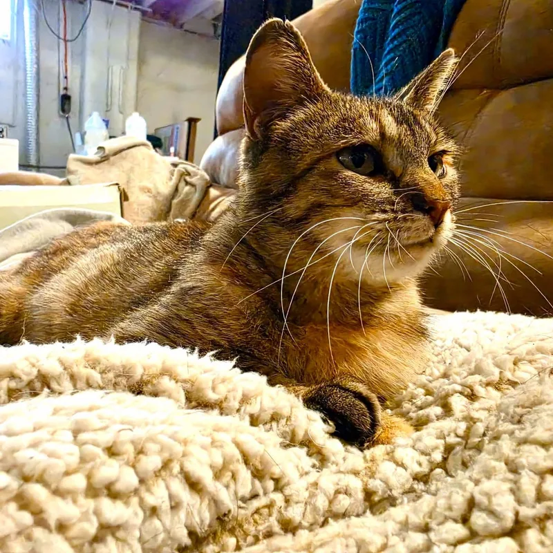 An adult medium-sized female Domestic Short Hair cat named Stella for adoption in Lone rock, WI