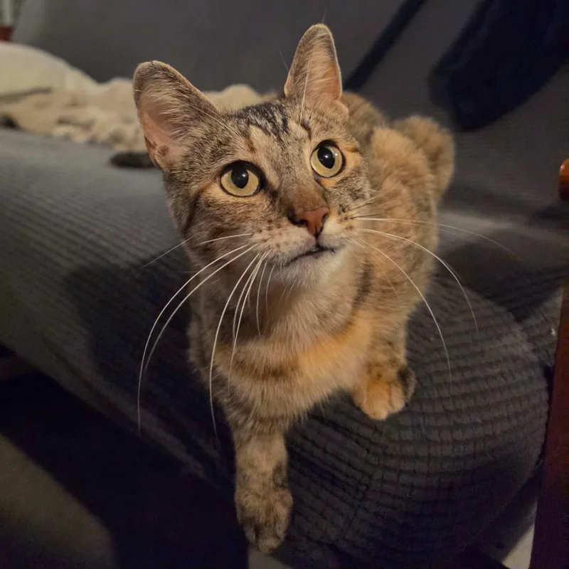 Stella thumbnail 3