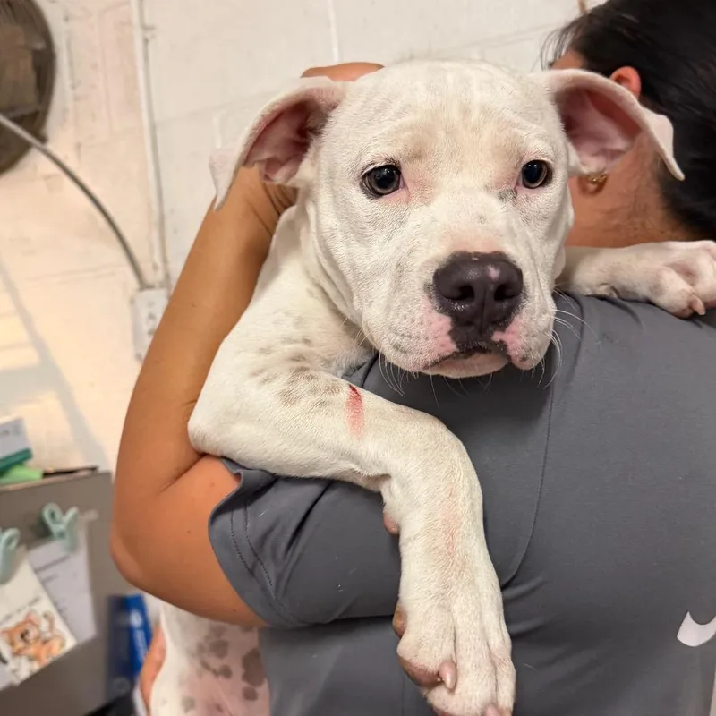 A young medium-sized female White / Cream Pit Bull Terrier dog named Kirby for adoption in Edinburg, TX