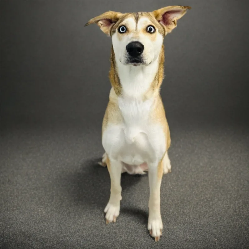 An adult medium-sized female Husky dog named Tes for adoption in Bastrop, TX