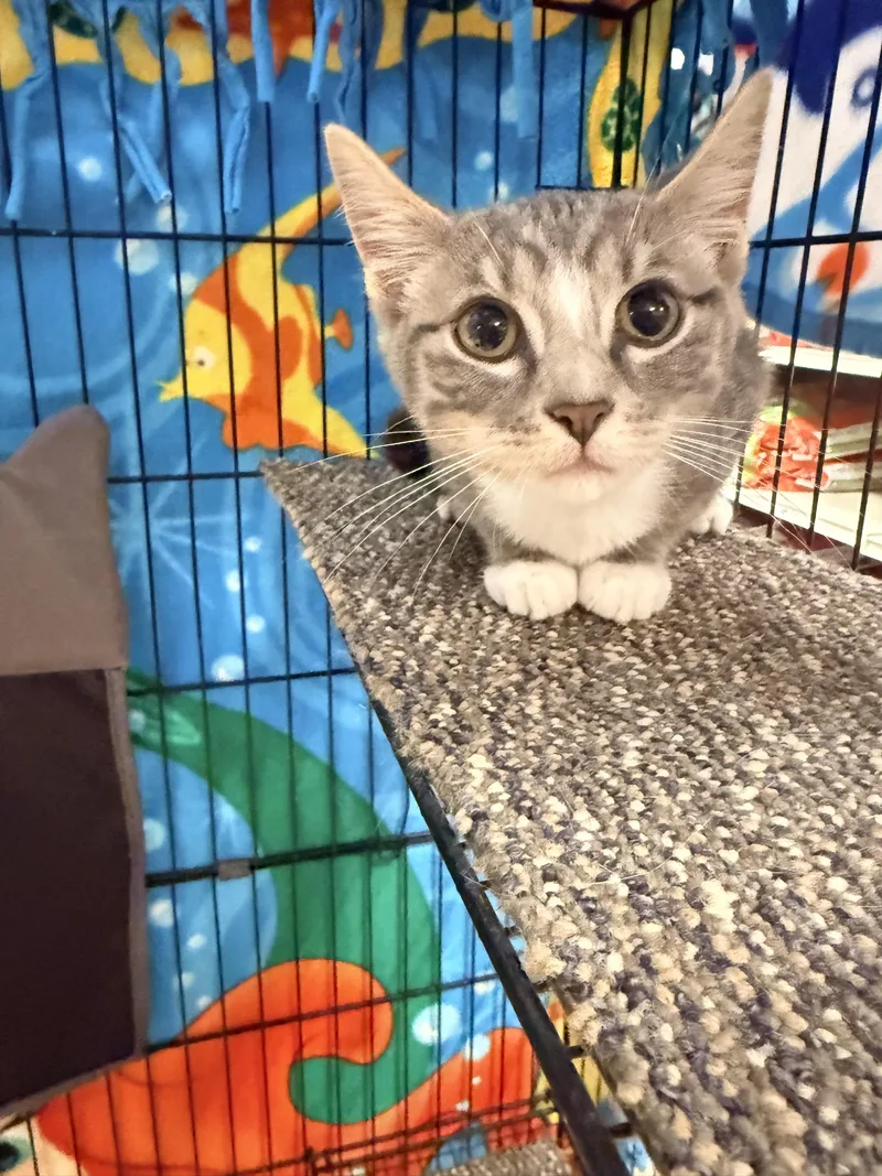 A baby medium-sized female Tabby (Gray / Blue / Silver) Domestic Short Hair cat named Sylvie for adoption in Herculaneum, MO