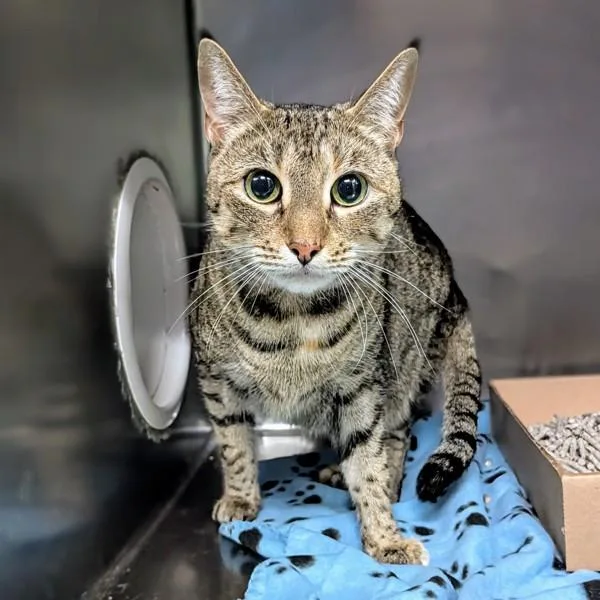 A senior large-sized female Domestic Short Hair cat named Sasha for adoption in Ridgewood, NY