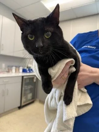 An adult large-sized male Domestic Short Hair cat named Nicholas for adoption in Lafayette, IN