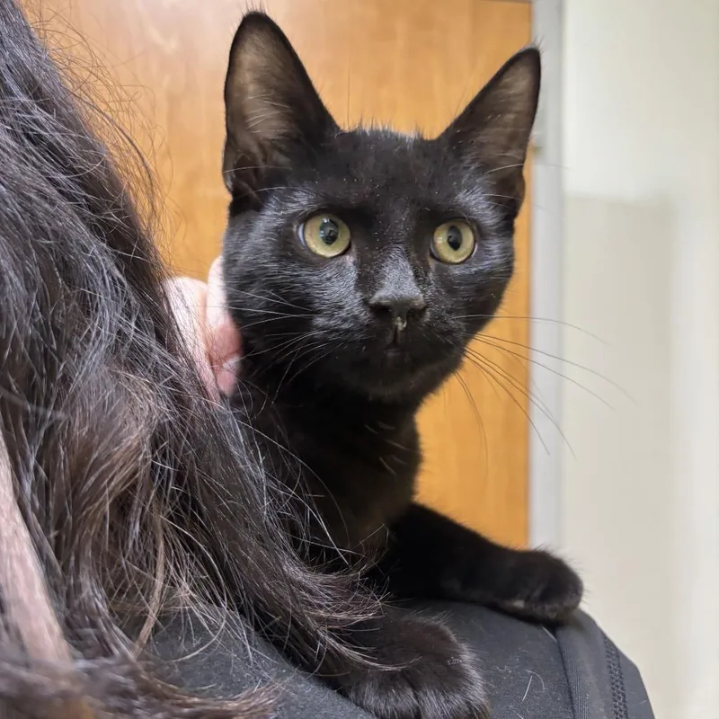 A young medium-sized female Black Domestic Short Hair cat named Bubble Foam Dance Party for adoption in Newark, DE
