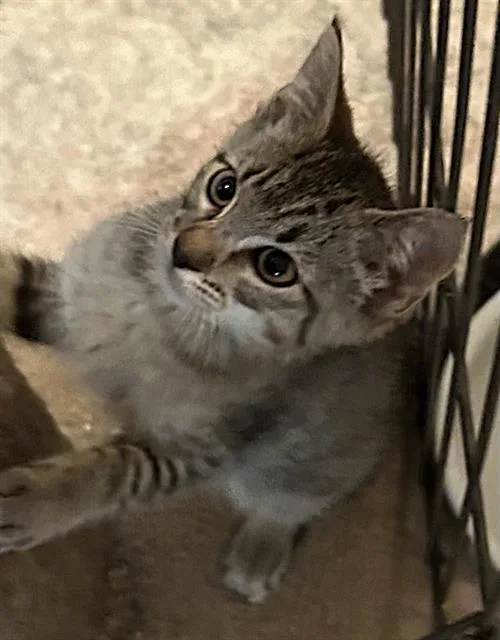 A baby small-sized male Domestic Short Hair cat named Freddie for adoption in Sacramento, CA