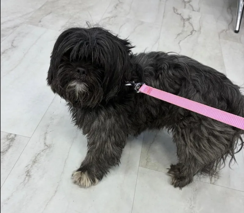 An adult small-sized male Black Mixed Breed dog named Moby for adoption in Long Island City, NY
