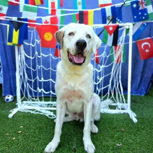 A young large-sized male Labrador Retriever dog named Togepi for adoption in Long Beach, CA
