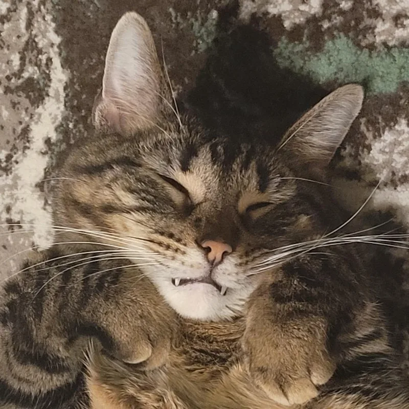 An adult small-sized male Brown / Chocolate American Shorthair cat named Scoutiferous Turkeltude Rapscalion for adoption in South Elgin, IL