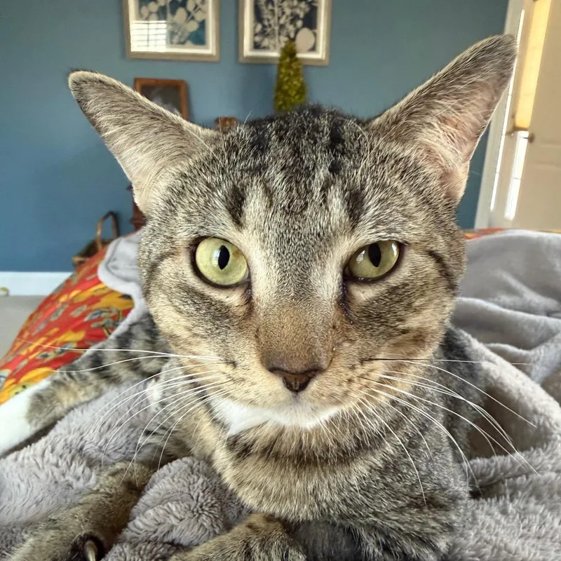 An adult small-sized male Brown / Chocolate Domestic Short Hair cat named Blake Mckenzie for adoption in Merrifield, VA