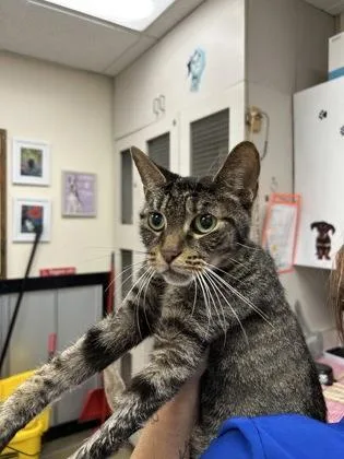 An adult small-sized female Domestic Short Hair cat named Abby for adoption in Palm Coast, FL