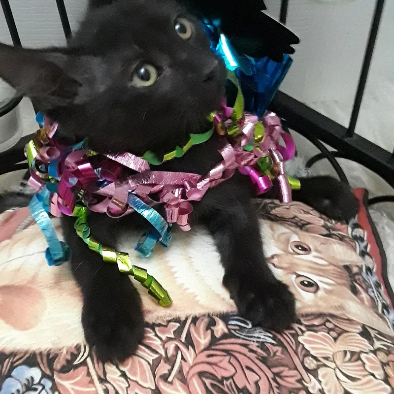 A baby small-sized female Black Domestic Short Hair cat named Life Of A Showgirl for adoption in Phoenix, AZ