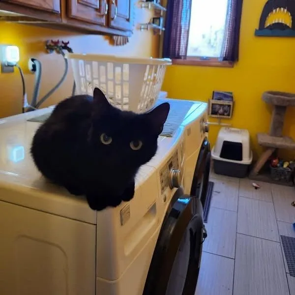 A young small-sized female Black Domestic Short Hair cat named Stormy for adoption in Melrose, MA